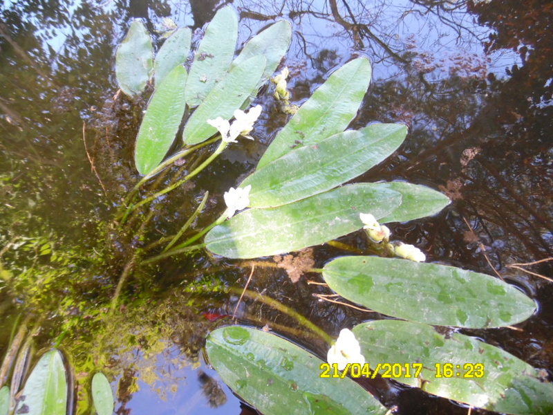 Aponogeton distachyos Sam_1367