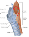 Pharynx concavité  Pharyn11