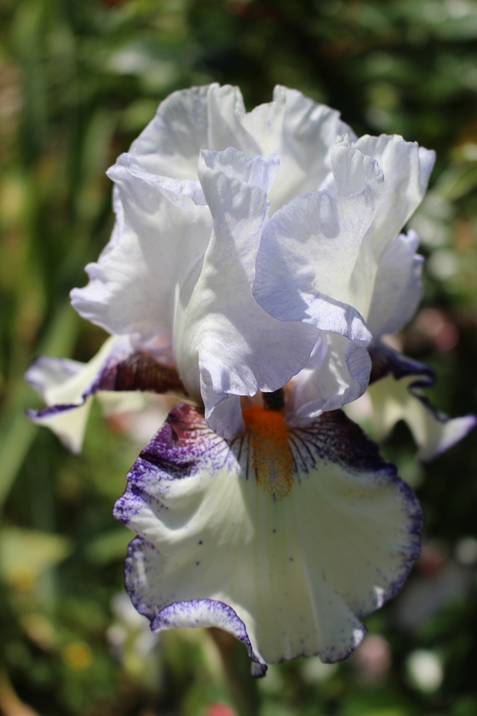 Les Iris plicata - une longue histoire et un bel exemple d'évolution Uluber10