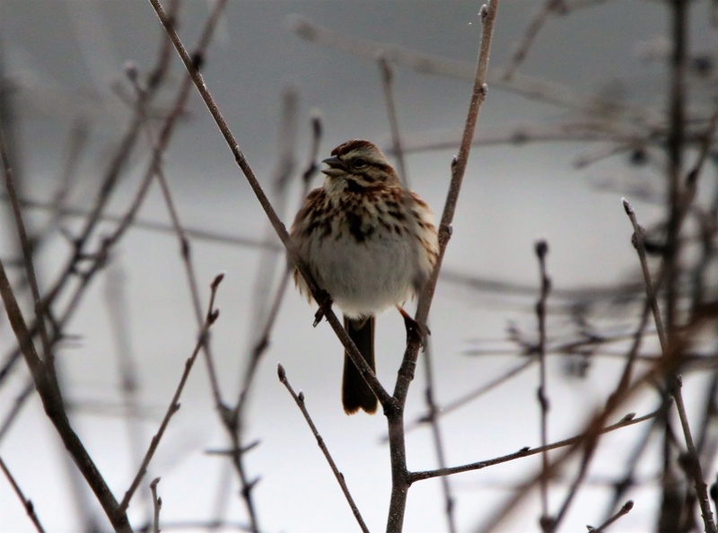 Bruant chanteur Img_8811