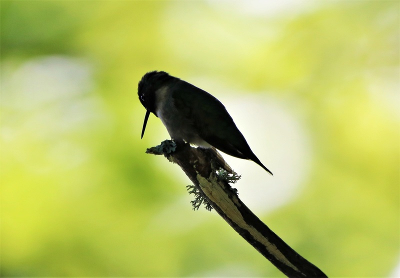 Colibris à gorge rubis Super136