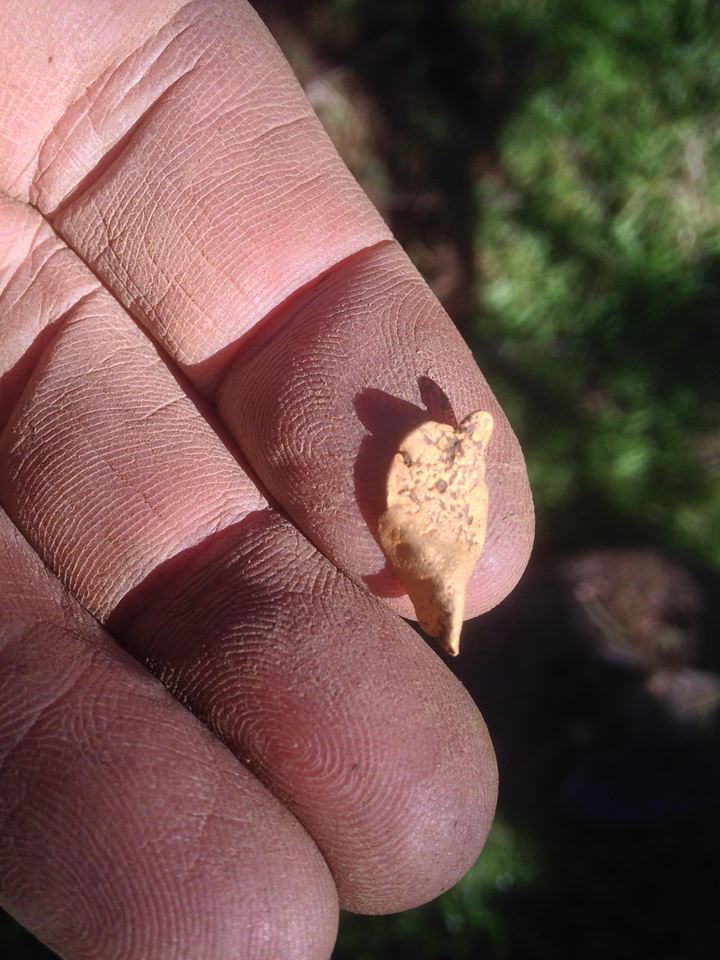 After the Rains...Sierra flatty Nugget11