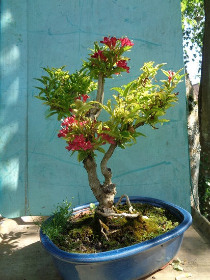 ficus retusa 10/12ans Dsc03417