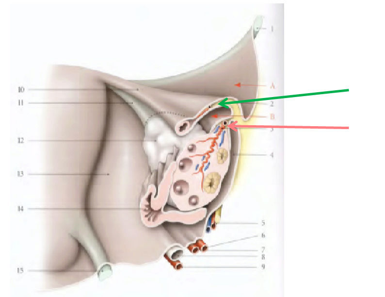 ligament suspenseur de l'ovaire et mésocarium Ovaire10