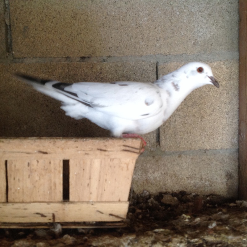 Hybride de colombe x pigeon Img_0110