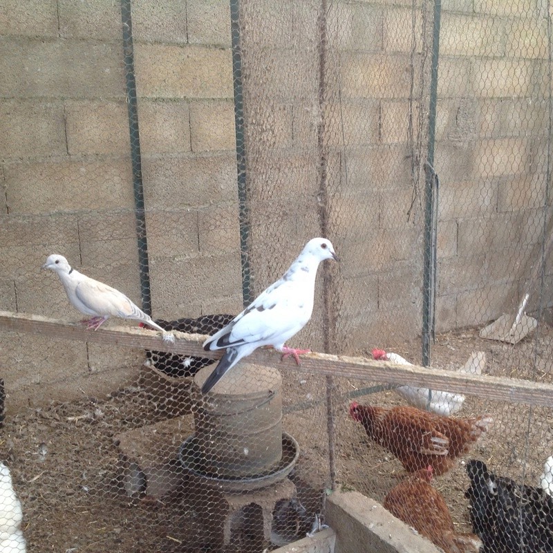 Hybride de colombe x pigeon Img_0112