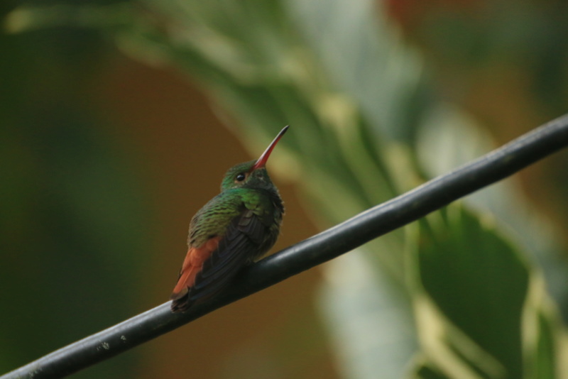 Nature au Costa Rica suite Img_6617