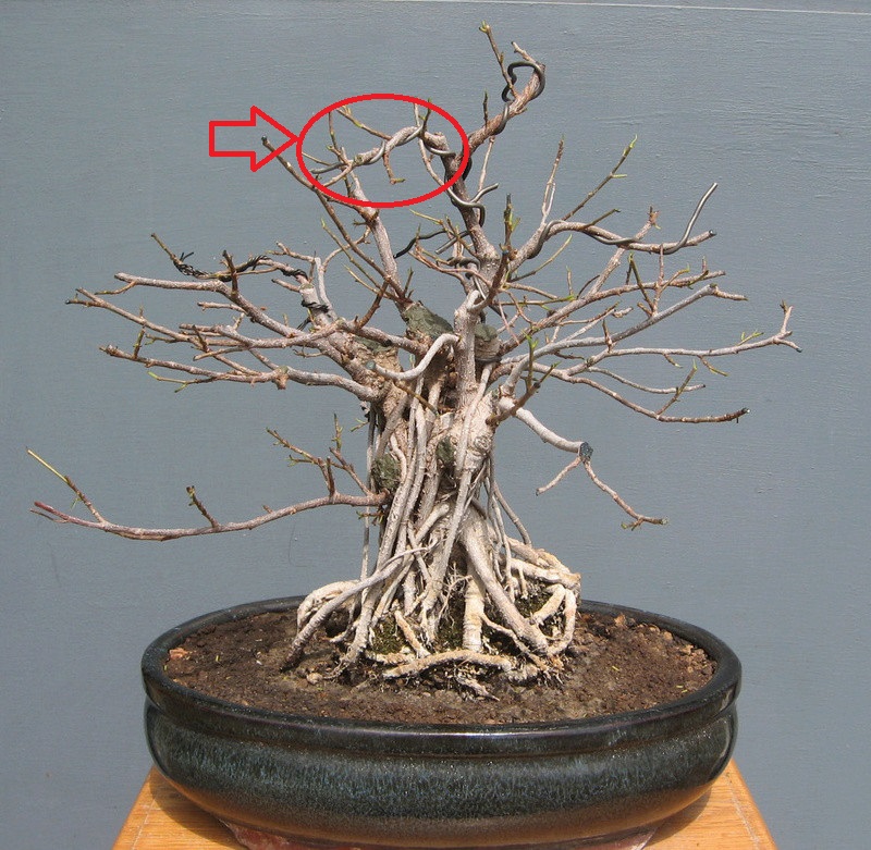Ficus retusa con radici aeree - Pagina 5 Ficus_10