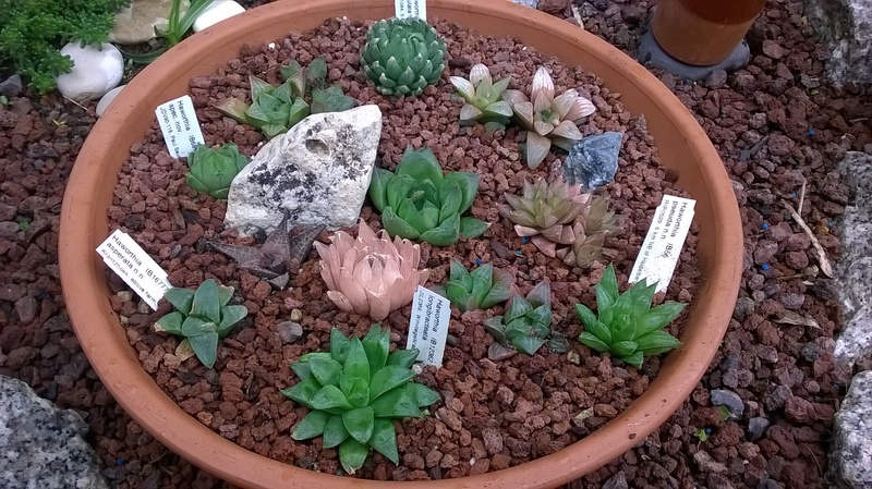 Haworthia Wp_20235