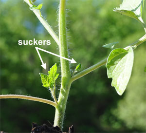 tomatoes - How to Grow Better Tomatoes Sucker11