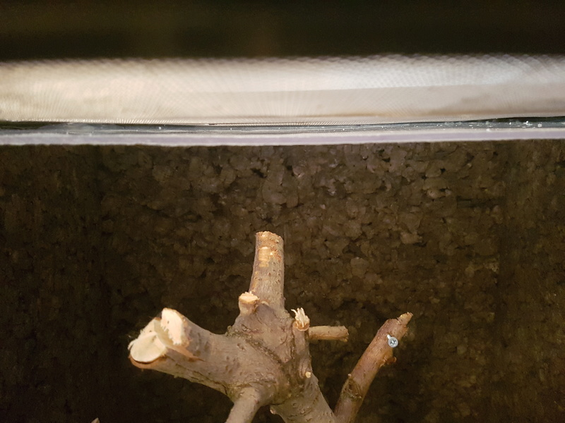 Terrarium pour morelia viridis aru juvénile - Page 2 20170520