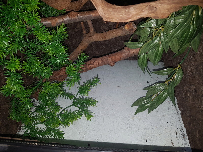 Terrarium pour morelia viridis aru juvénile - Page 2 20170613