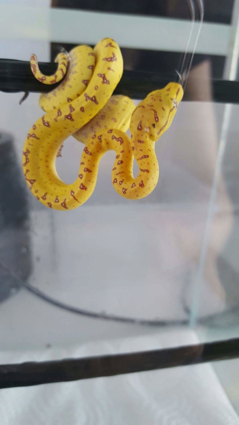 Terrarium pour morelia viridis aru juvénile - Page 2 Receiv10