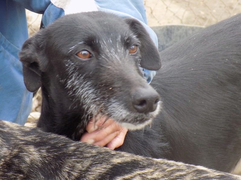 Gitana, galga barbuda noire  Adoptée  Dscn1612