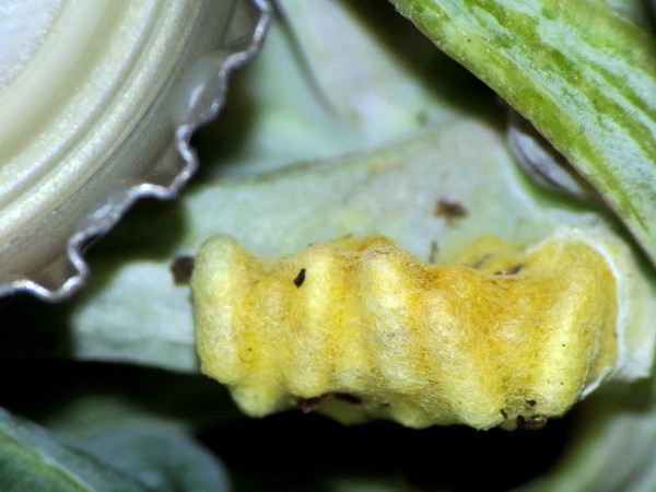 Yellow fuzzy eggs? coccoons on cabbage family plants...Braconid wasps?! Cocoon10