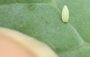 cabbage pest?? - Page 2 Img_2911
