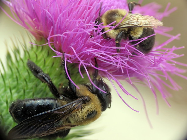 Mason bees - Page 3 Img_7010