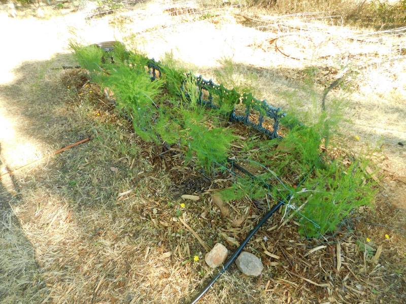 My early garden Aspara14