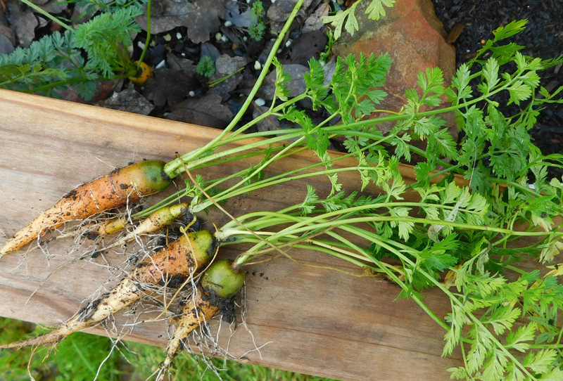 Carrot Week 2017! Carrot10