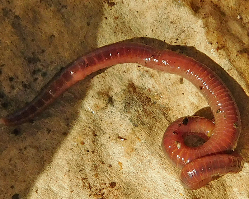 One Very Happy Earthworm! Worm10