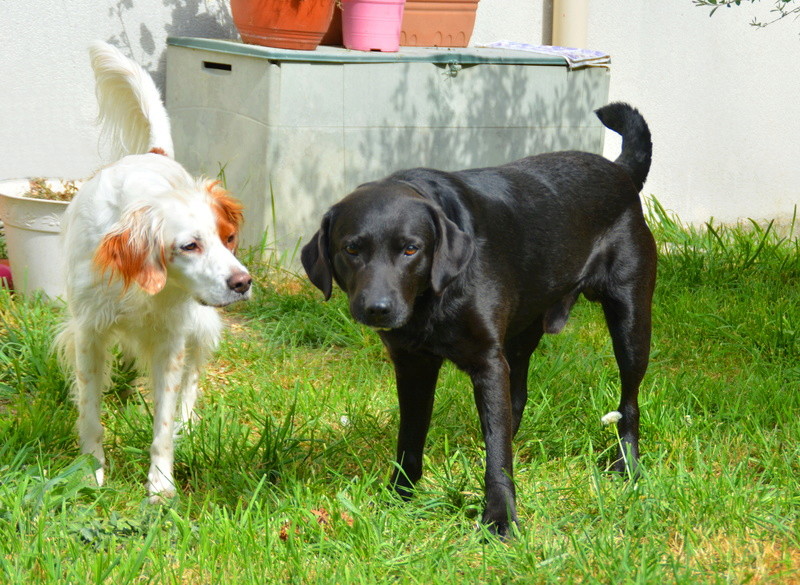 BROWNIE, Mâle x labrador (15/02/2013) Dsc_0031