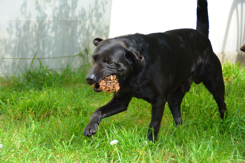 BROWNIE, Mâle x labrador (15/02/2013) Dsc_0032