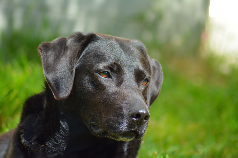 BROWNIE, Mâle x labrador (15/02/2013) Dsc_0036