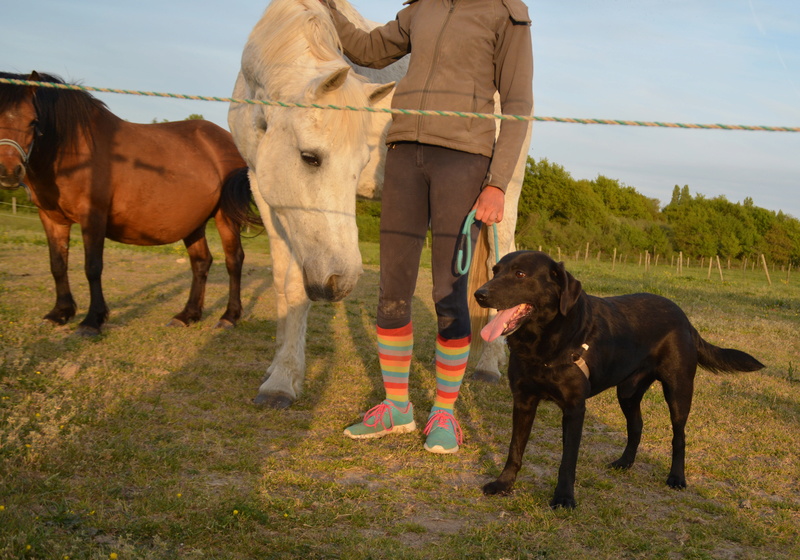 BROWNIE, Mâle x labrador (15/02/2013) Dsc_0042