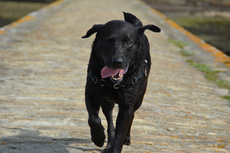 BROWNIE, Mâle x labrador (15/02/2013) Dsc_0055