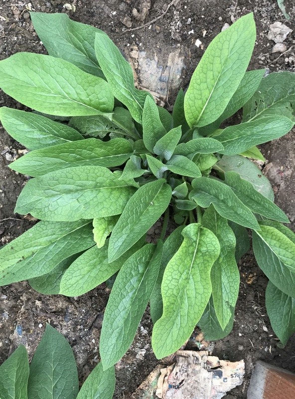 Comfrey Img_0311