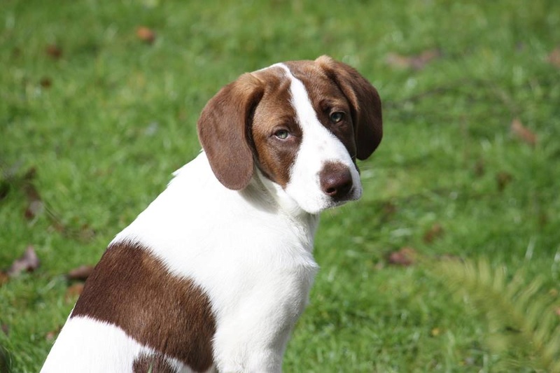 MERY (devenue MISS BOOGIE) - MARRON & BLANCHE - FEMELLE - ES 17156310