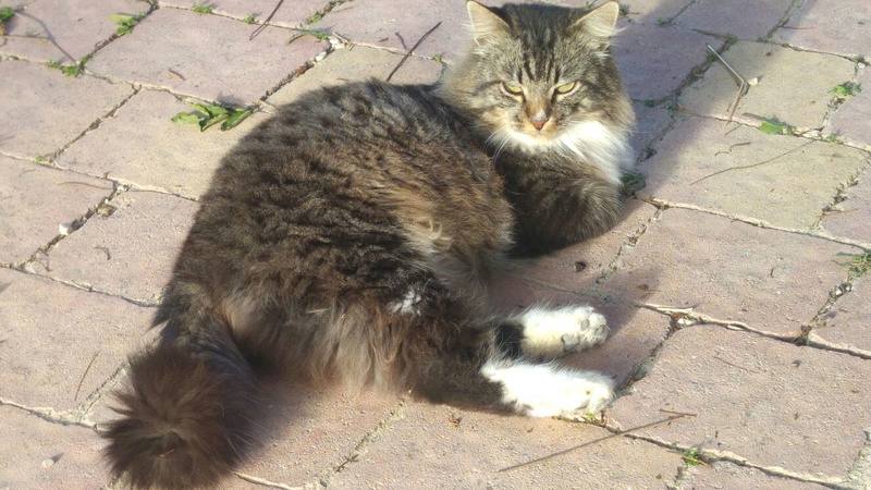 LINCE - CROISE ANGORA - MÂLE - ES Img-2028