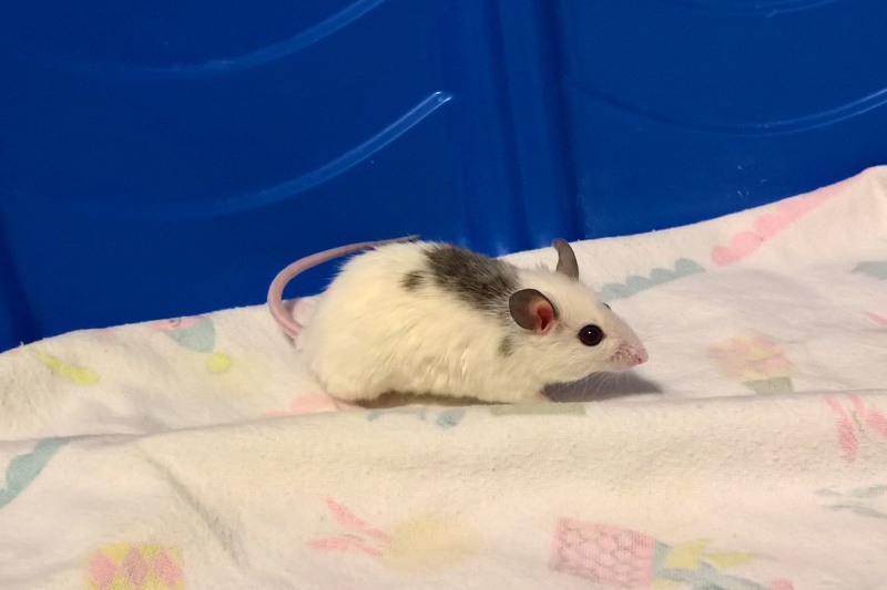 African soft furred rat (natal multimanmate mouse) Wp_20192