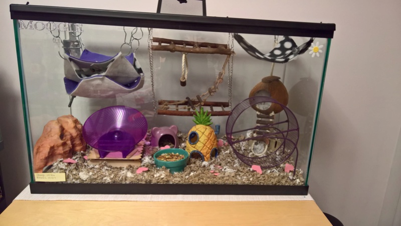 Is this cage setup okay? Wp_20234