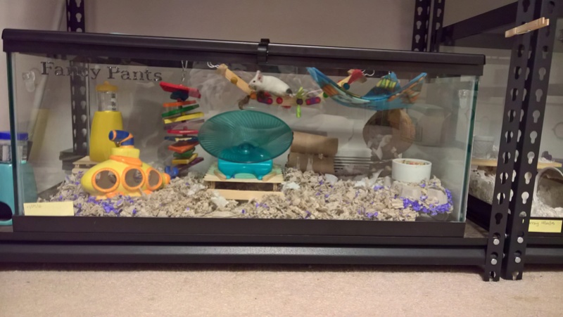 Is this cage setup okay? Wp_20236