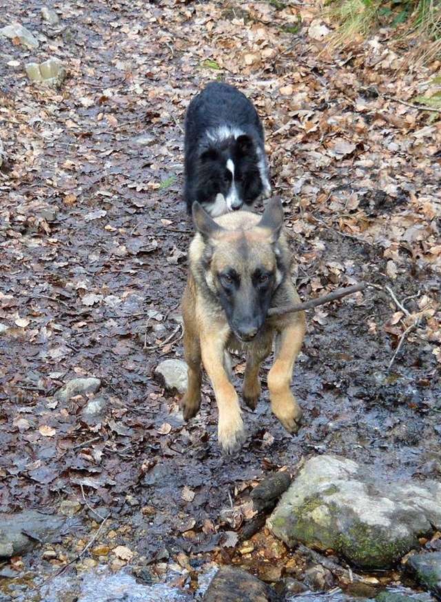 Malinois et Shetland, un duo de bergères - Page 2 16832110