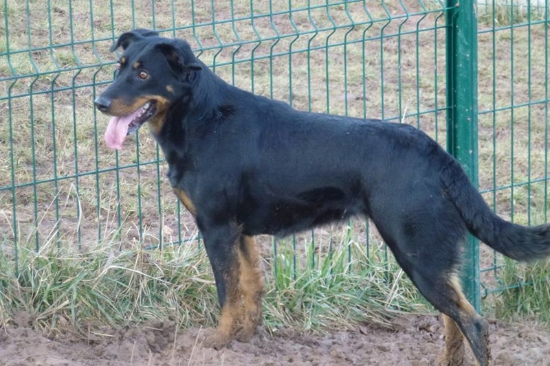 ALESIA, jeune beauceronne née en juin 2015 Alesia10