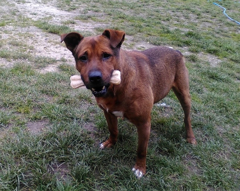 URGENT - Téo, mâle Amstaf croisé Akita, de 6 ans Teo710