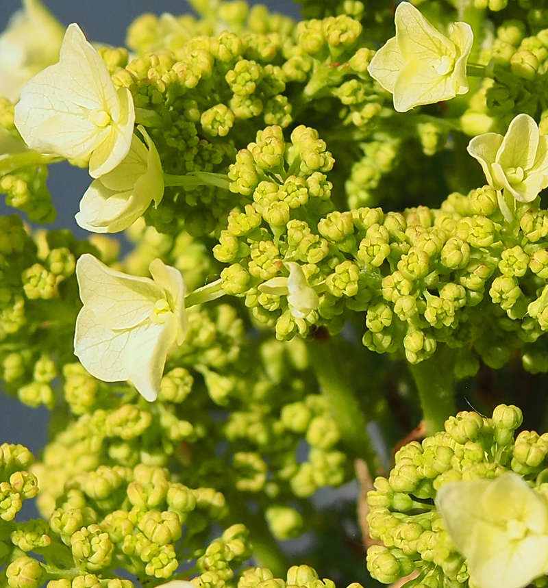 Hortensia P6010111