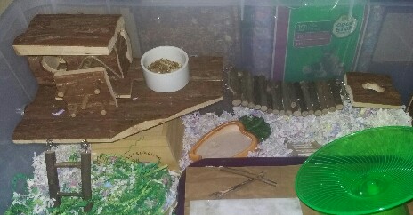 Chinese Hamster - Page 6 20170510