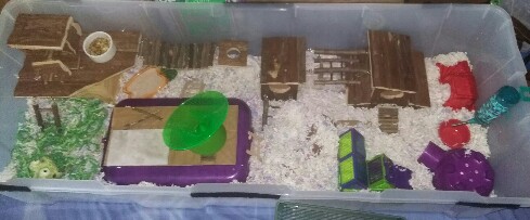 Chinese Hamster - Page 6 20170511