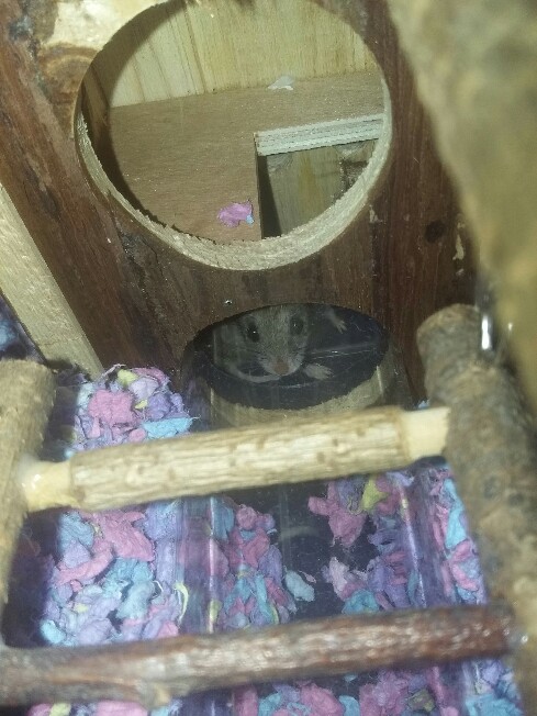 Chinese Hamster - Page 6 20170612