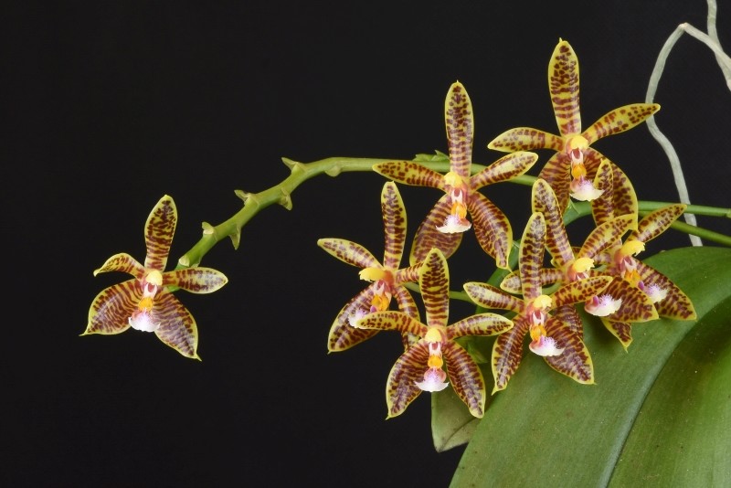 Phalaenopsis corningiana x mannii (Alcorman) Nr_33511