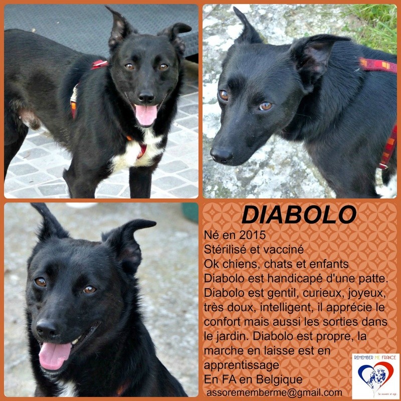 diabolo - DIABOLO, mâle handicapé, taille petite, né en 2015 - adopté par Marybee (dpt84) - Page 5 Diabol10