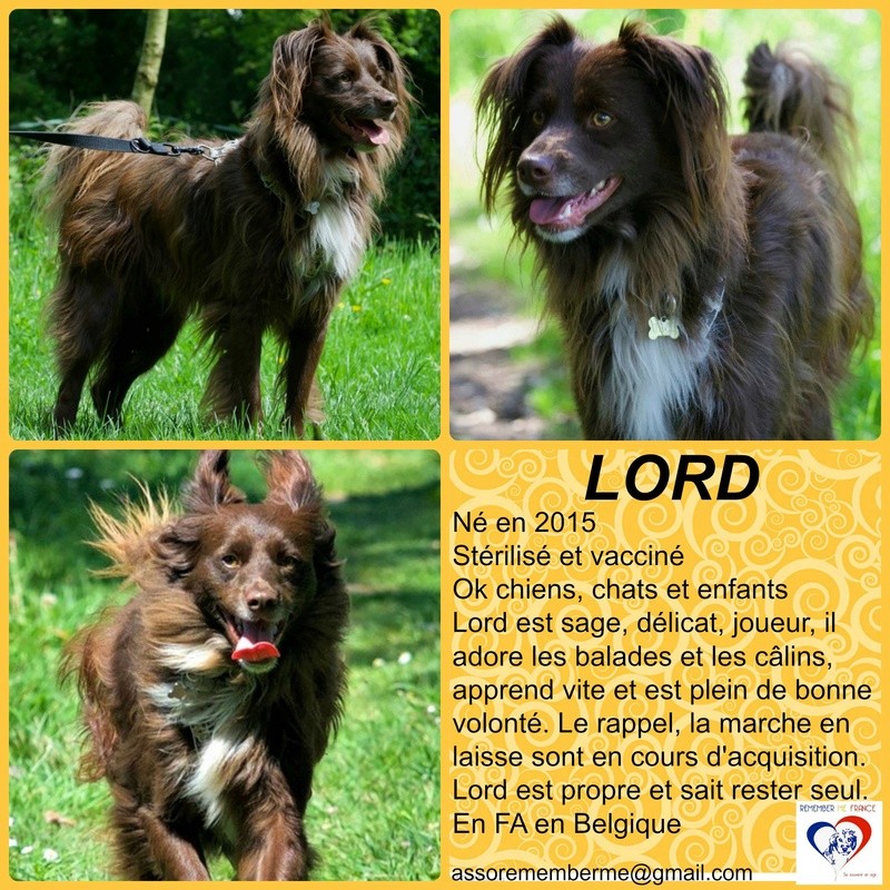 CHOCO (ex LORD) - mâle né en 2015, croisé, petite taille - adopté par Jennifer (Belgique) - Page 3 Lord10