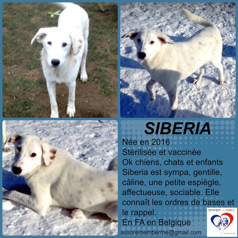 SIBERIA - 2 ans - Asso Remember Me - en fa (Belgique) Siberi10