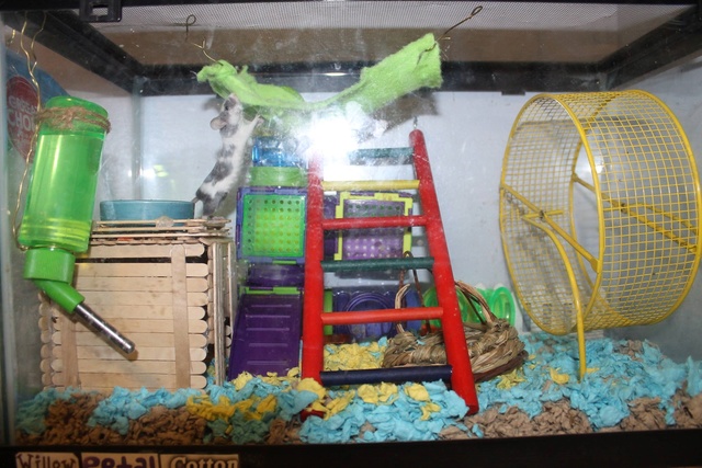 minimum cage size for a mouse - Mice - Hamster Hideout Forum