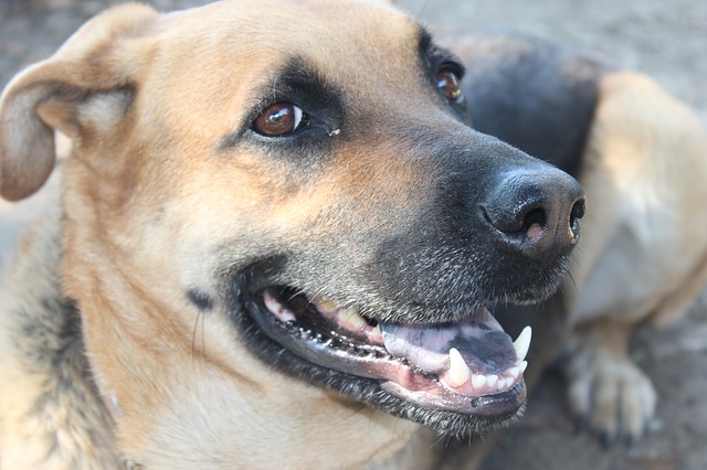 Your Other Pets (pt. 2) Dog-1010