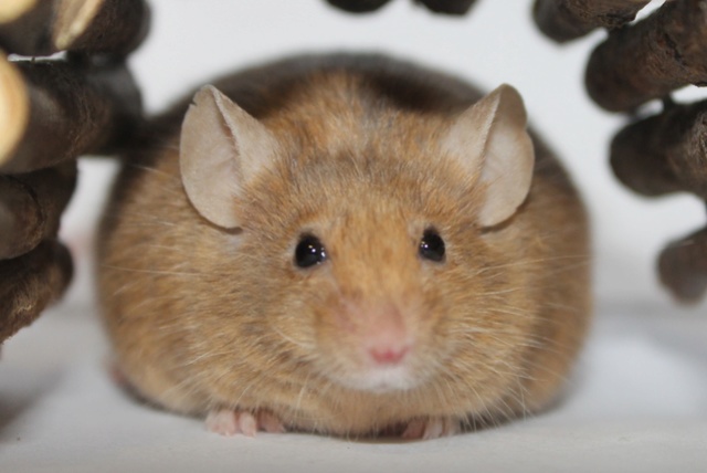 Is It Normal To Gain Weight With Age? Mice_r11