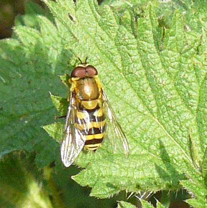 Dasysyrphus albostriatus;  Syrphus probable Syrphu11